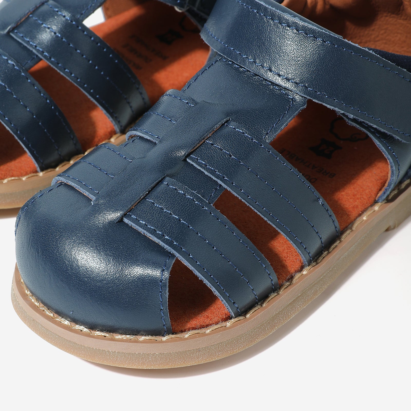 Beetle Gladiator - Dark Blue